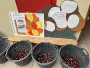 ZBIORKA_KASZTANOW__5-pp4lask